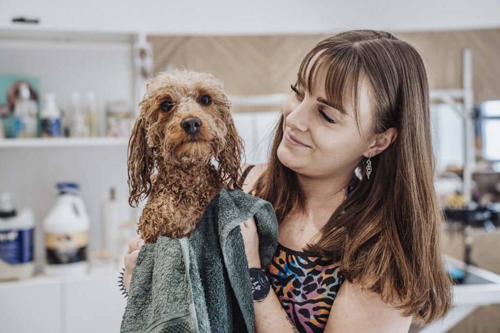Pudel miniaturka podczas usługi Komplet pielęgnacyjny, zdjęcie z przebiegu wizyty w salonie groomerskim Psie Rewolucje w Katowice