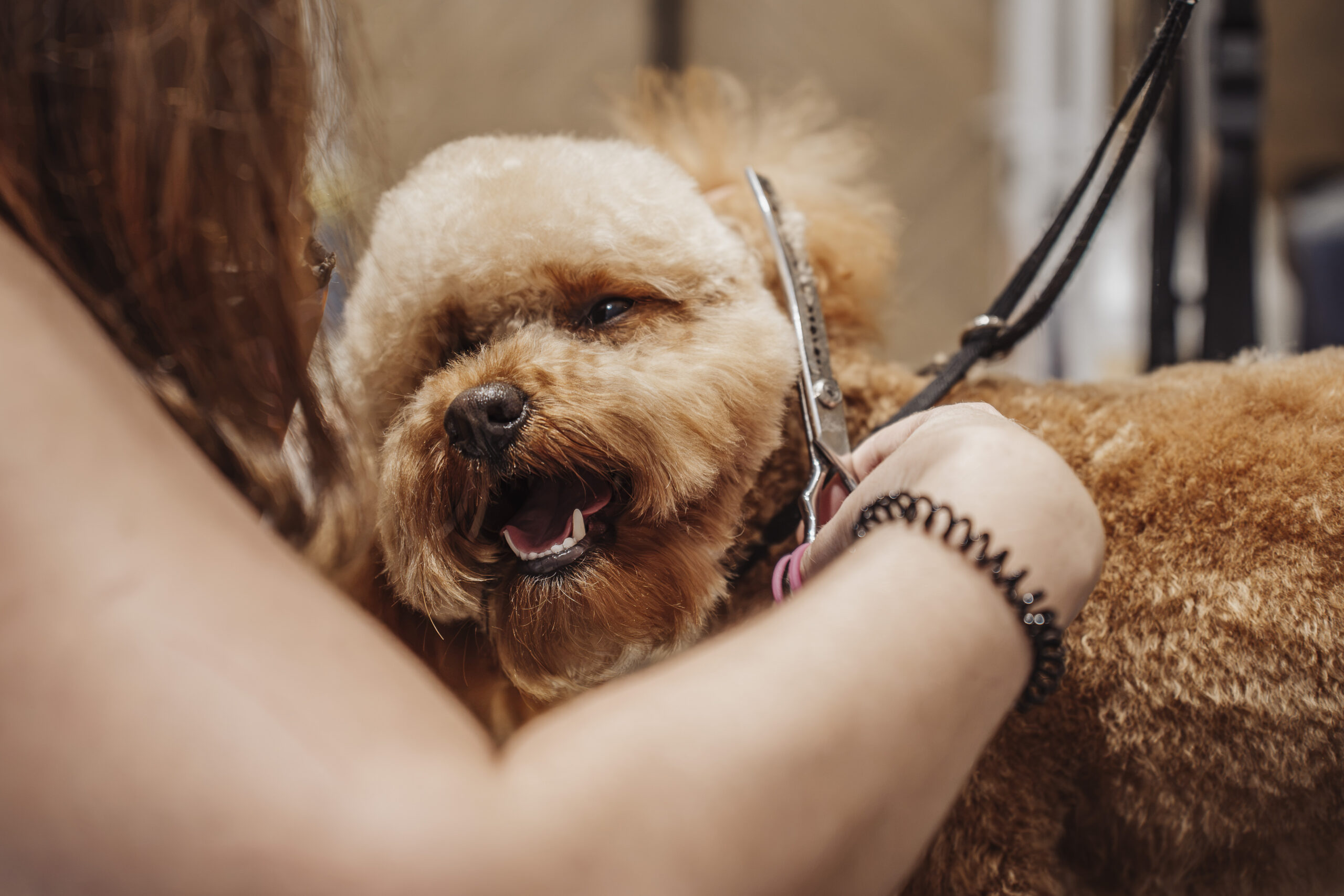 Groomer Katowice Psie Rewolucje