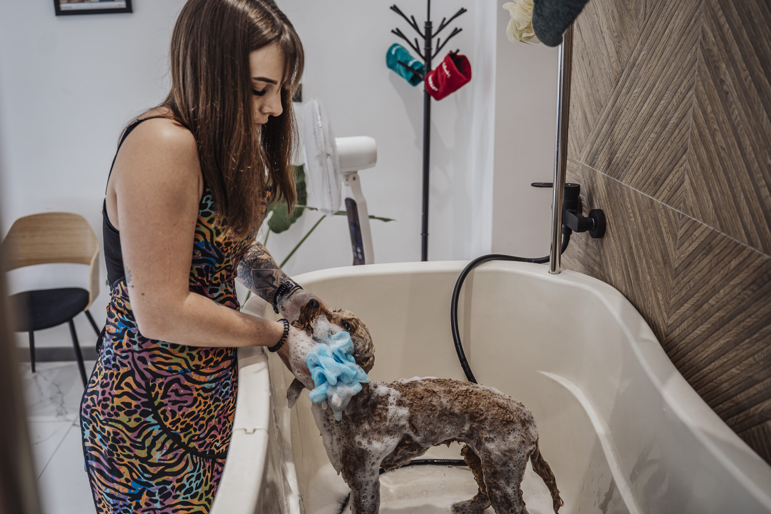Grooming psa Katowice